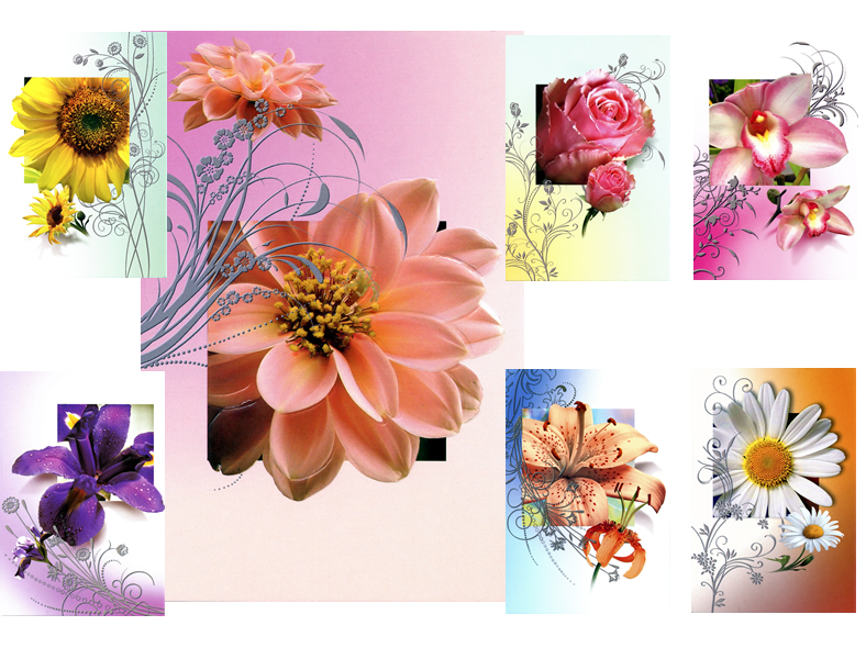 Blanco-Karte mit Frühlings- und Sommerblumen